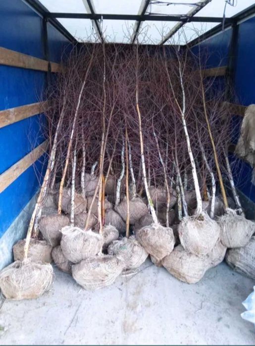 Klon jawor,lipa,brzoza brodawkowata,jesion wyniosły,buk grab zwyczajny