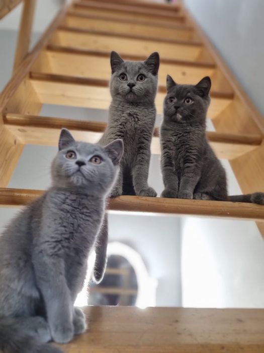 Kot brytyjski niebieski szylkret