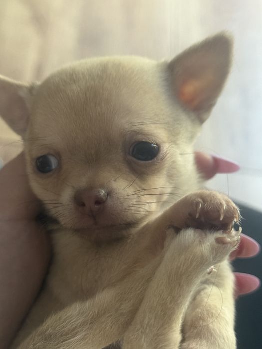 SONIC  chihuahua XS biszkoptowy kolor