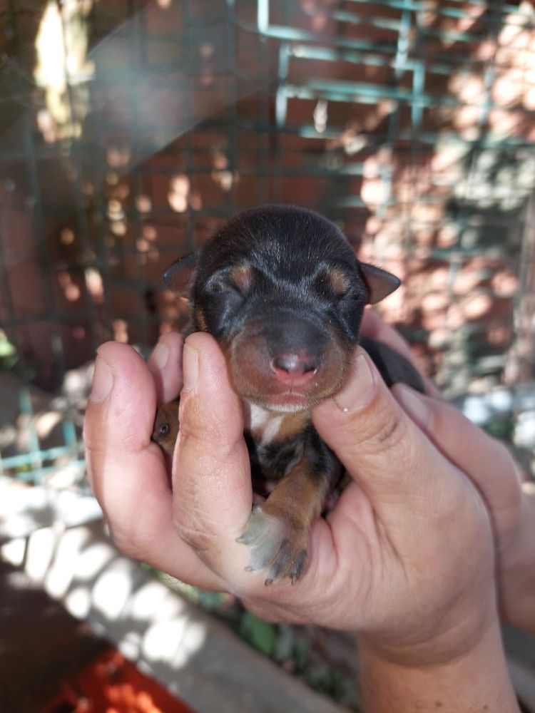 Cães bebés para adoção