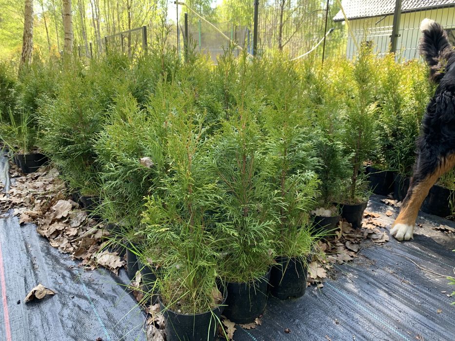 Tuja thuja szmaragd wysokość Ok 100cm z doniczką