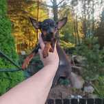 Pinczer miniaturowy Czarne podpalane