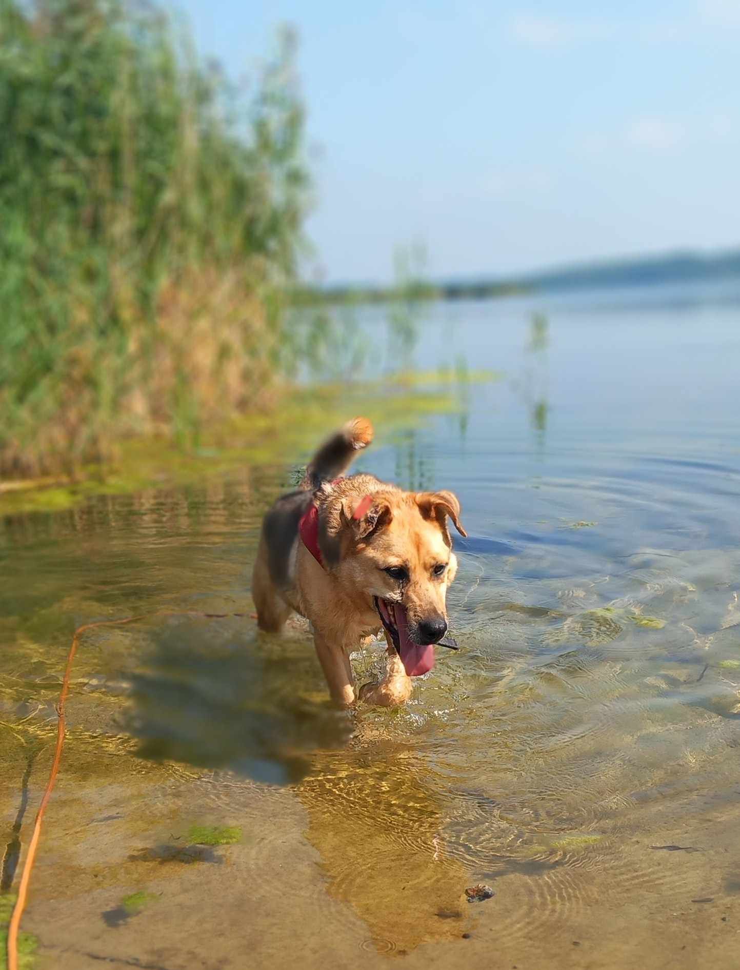 Psy do adopcji- REX szuka domu