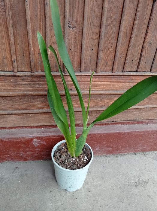 Орхидея Камбрия.