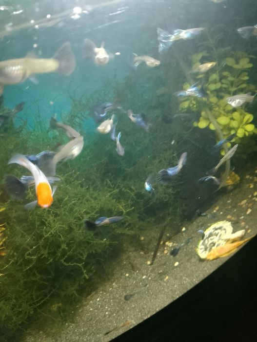 Sprzedam gubiki metal blue japan