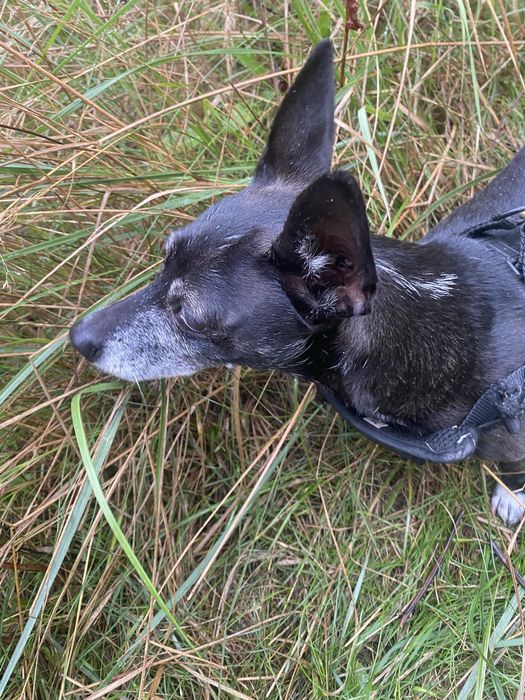 Suczka ok 4-5 letnia do adopcji za darmo