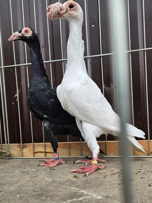 Kariery angielskie ,  karier angielski , Kariery,   carrier english