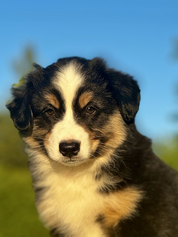 Amerykański owczarek miniaturowy- MAS - Mini Aussie- piesek FCI
