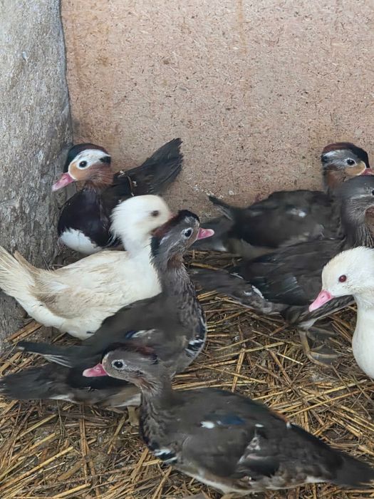 Kaczki mandarynki kaczorki