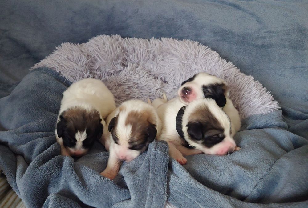 Pirenejski Pies Górski szczeniak   HERD KEEPERS FCI  - szczenię  FCI