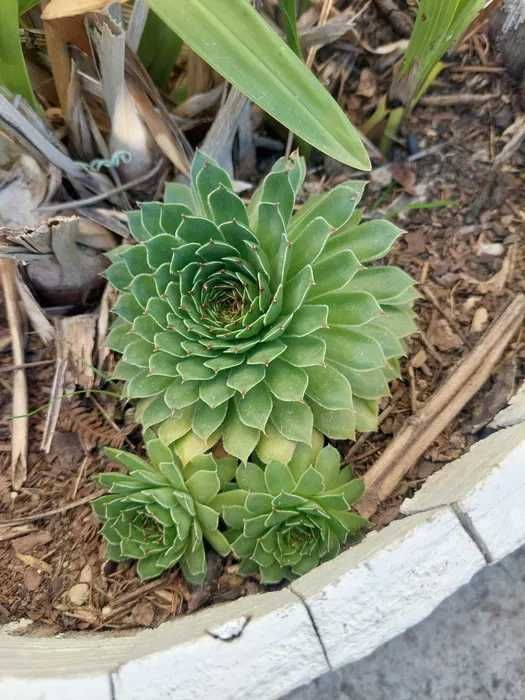 [Planta] Suculenta Sempervivum