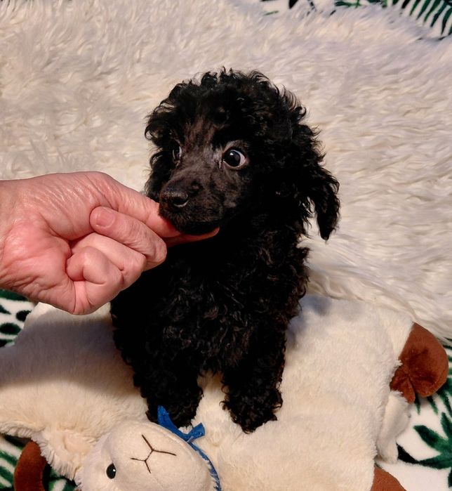 Pudel toy - piesek czarny