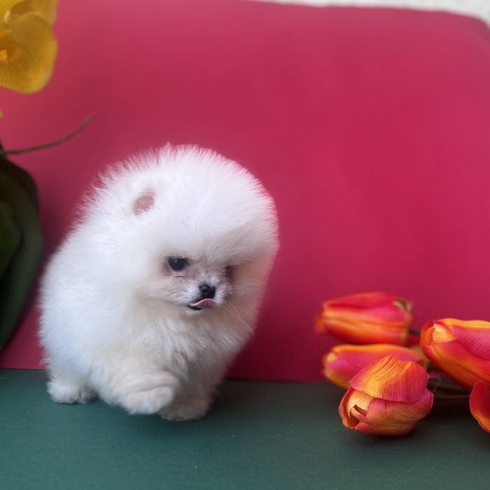 Хлопчик шоу класу тип ведмедика