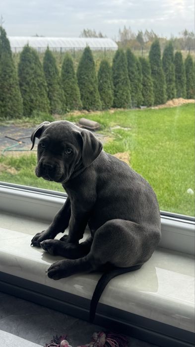 Порода собаки Кане корсо