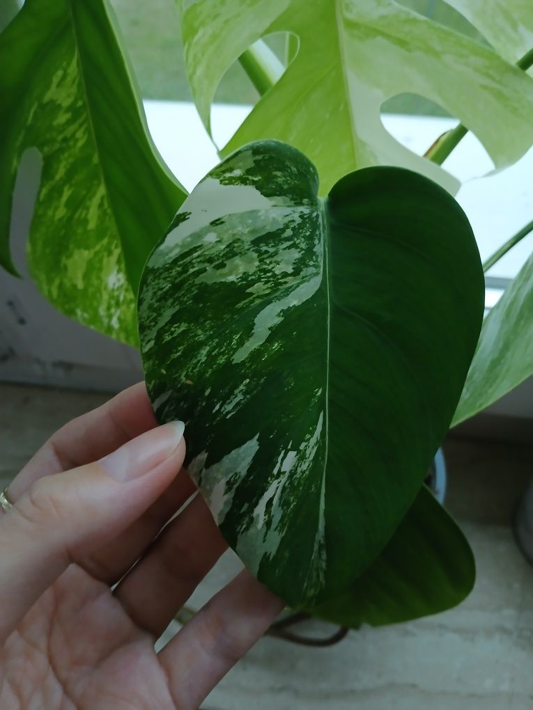 Monstera dziurawa variegata kolekcjonerska