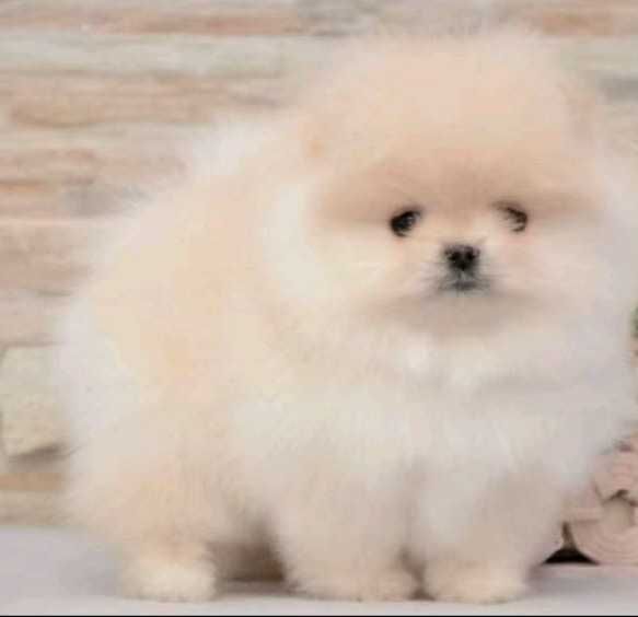 !!! Mały mini miś pomeranian