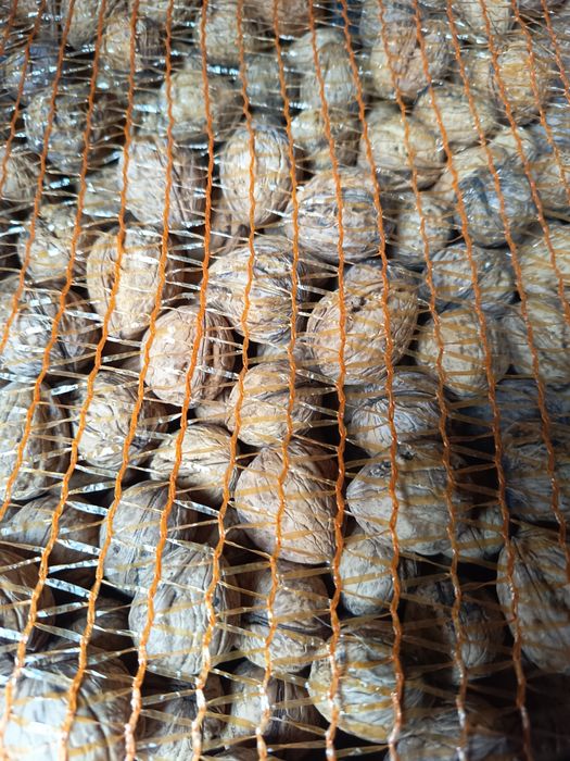 Orzechy włoskie tegoroczne