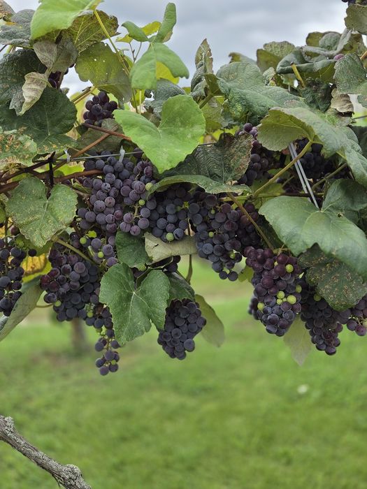 Winogrono ciemne 7 zł      667x553x115