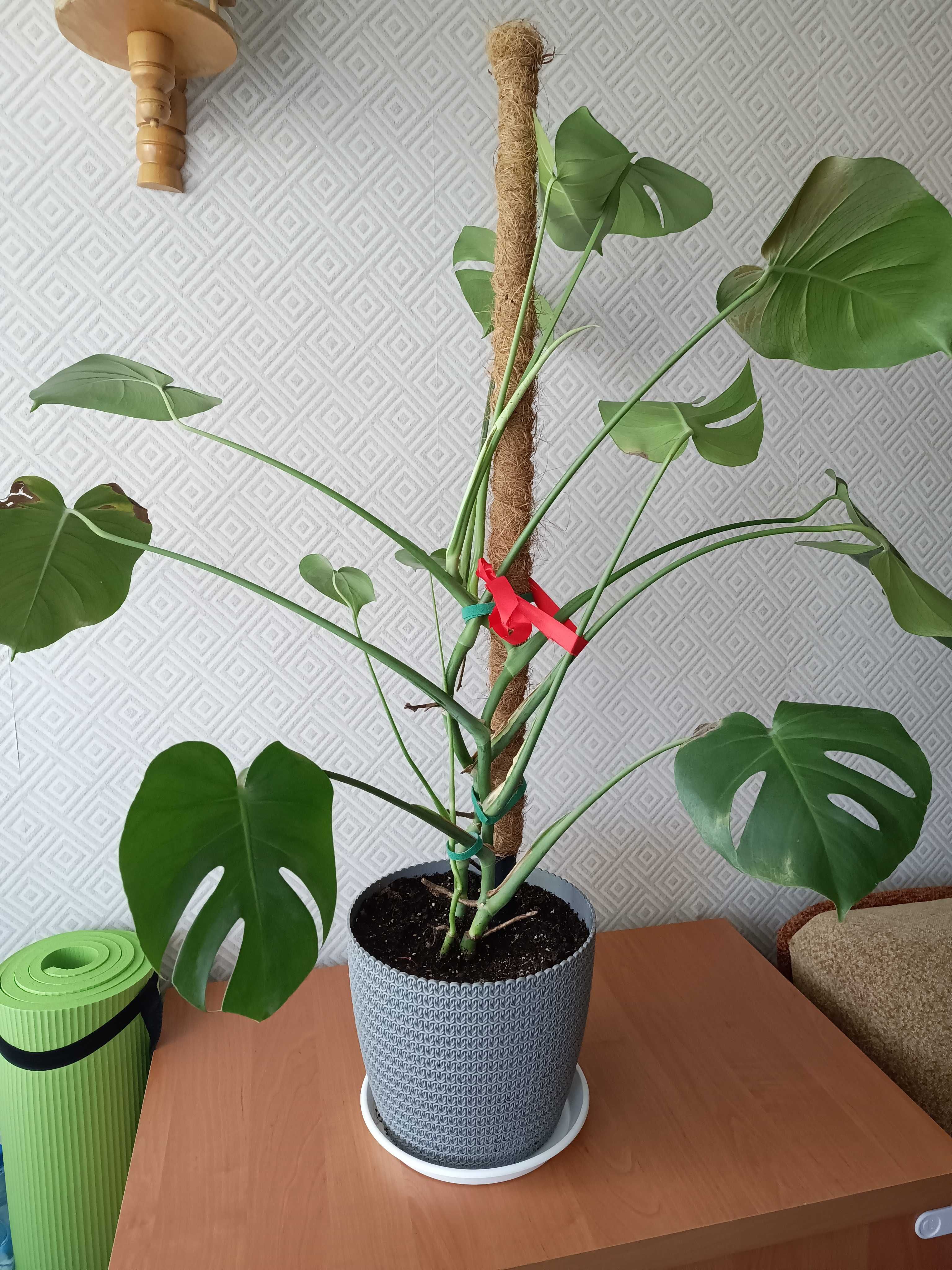Monstera wysokość 78 cm plus kaktusy i sanserrweria
