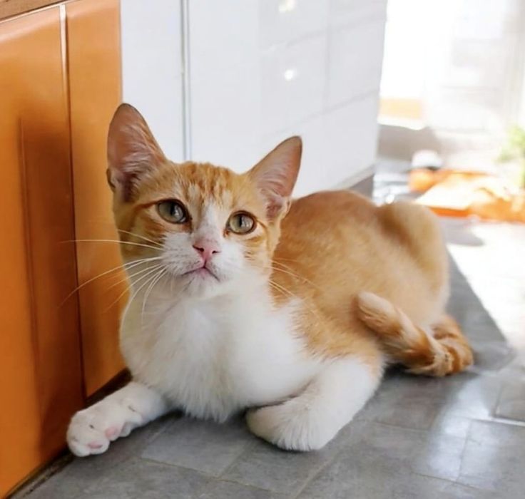 Gatinho bebé laranja para Adoção consciente.