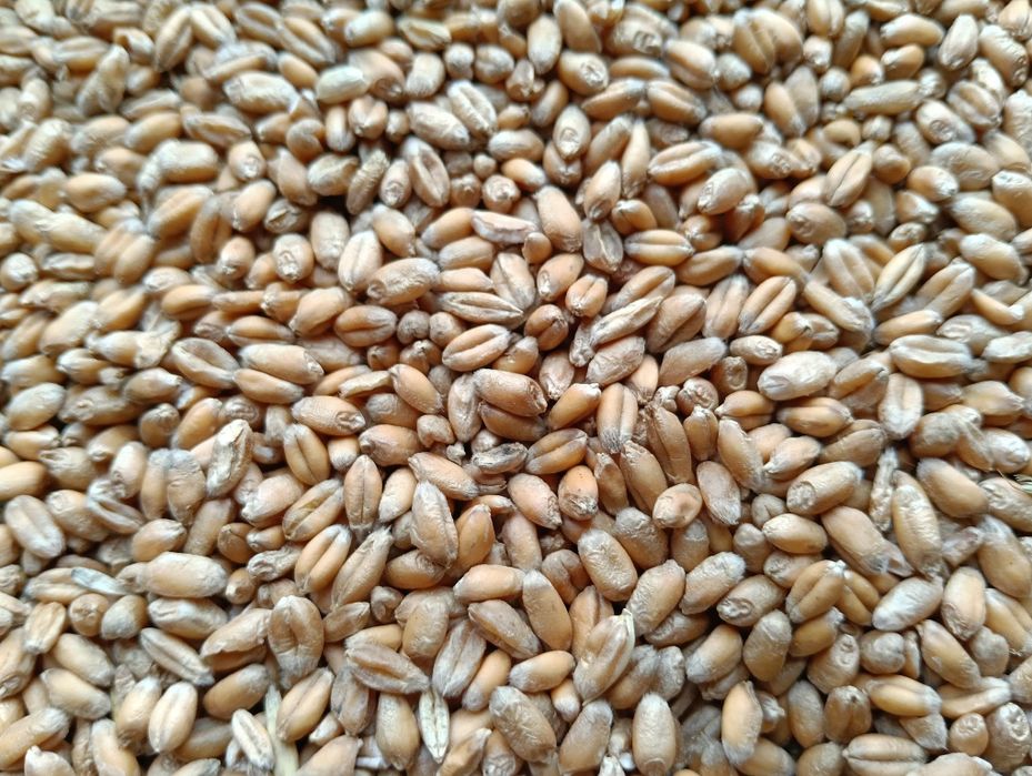 Pszenica 880.0397.48