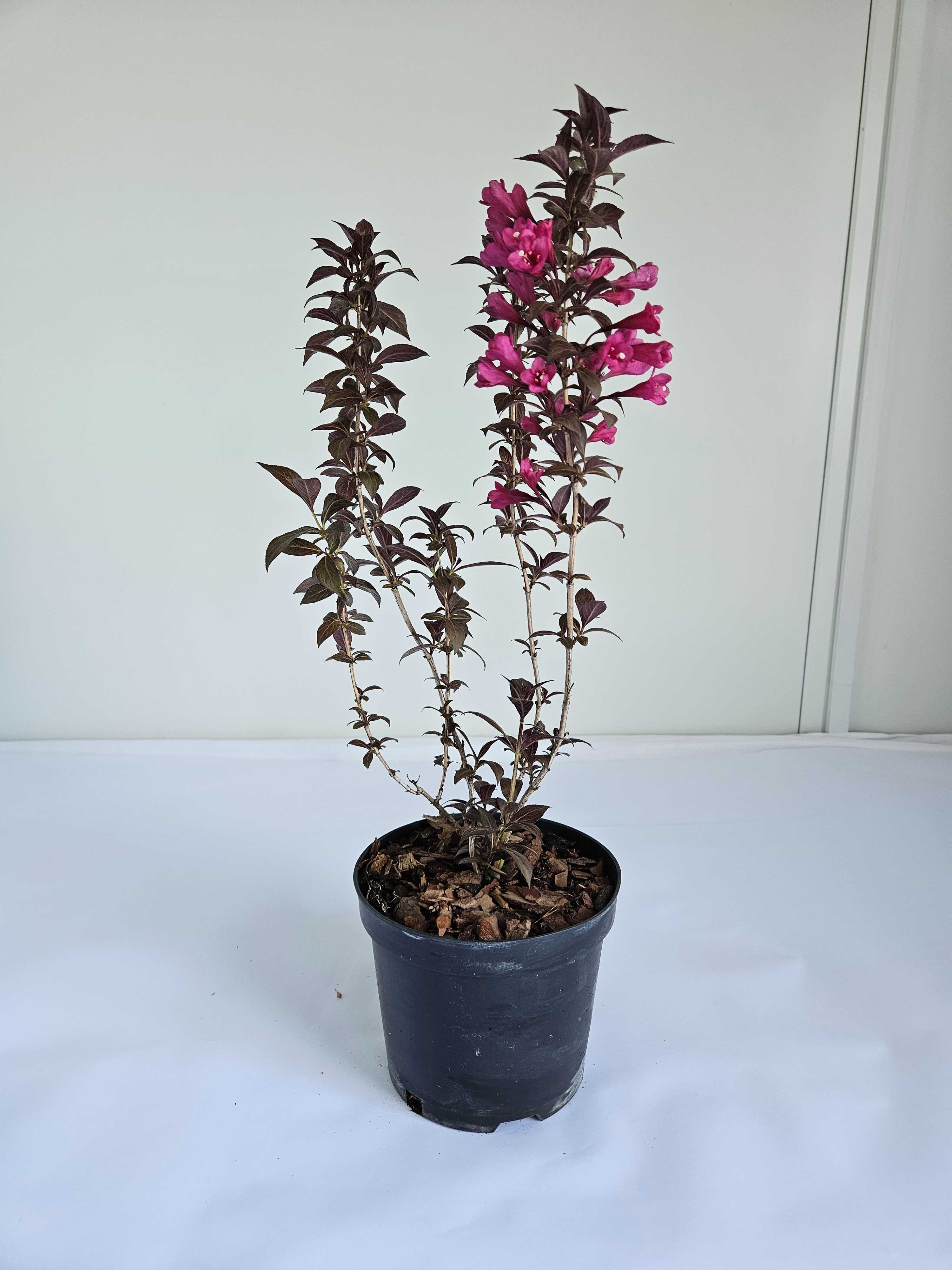 Krzewuszka 'Minor Black' (Weigela florida 'Minor Black')