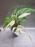 Epipremnum pinnatum marble/ukorzeniona