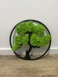 Obraz  Bonsai z  mchem 30cm