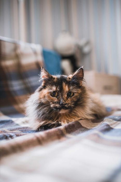 Кошенятко дівчинка 9 місяців шукає сім'ю