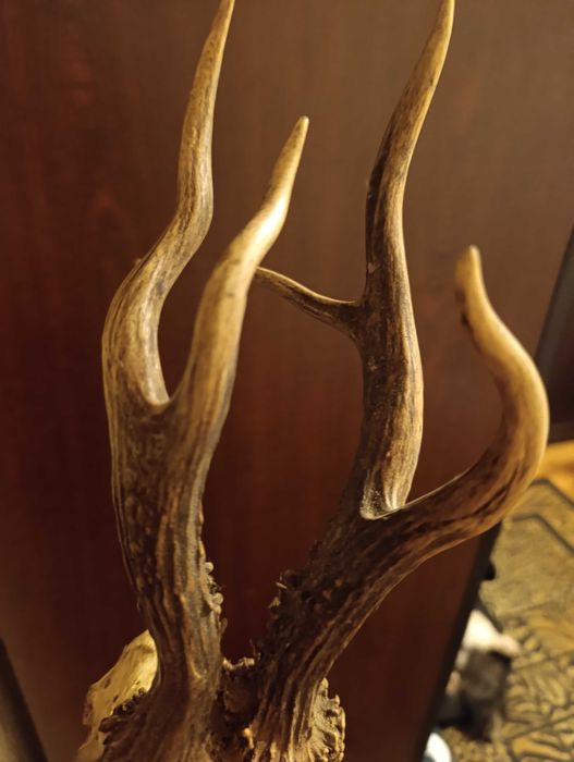 bardzo ciekawe poroże kozła sarny