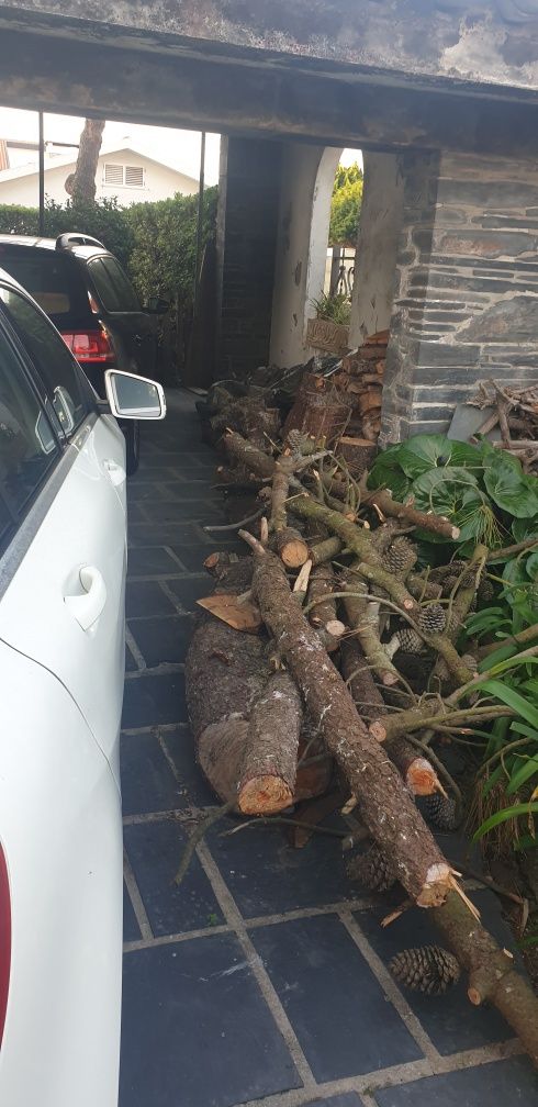 Troncos de pinheiro cortado em 50 cm
