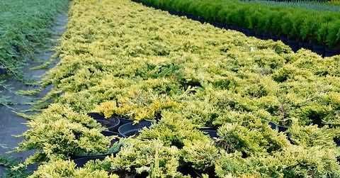 Jałowiec płożący, horyzontalny, Golden Carpet