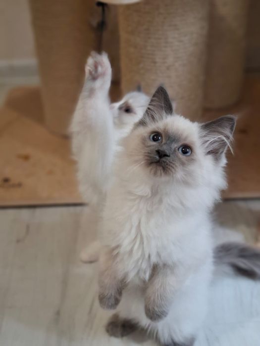 Kotek ragdoll gotowy do odbioru