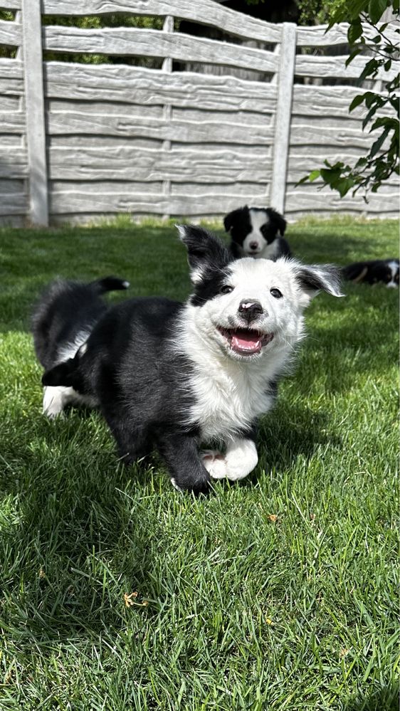 Piesek Border Collie czarno-biały z Rodowodem + bogata wyprawka