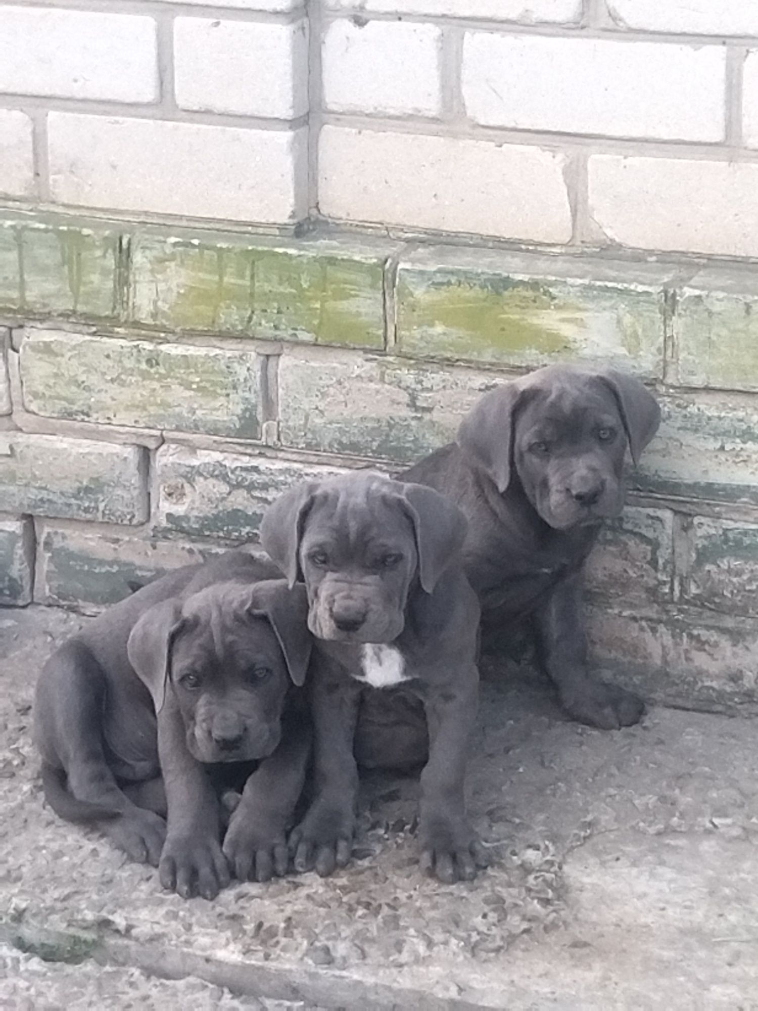 Продам цуценят кане корсо.