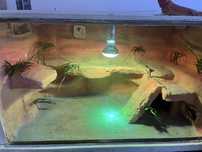 Terrarium dla agamy brodatej