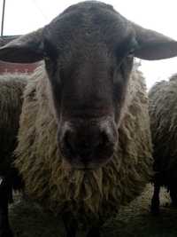 суффольк вівці ягнята овци баранина