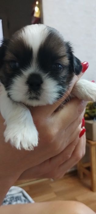 Супер хлопчик Ши-тцу цуцик