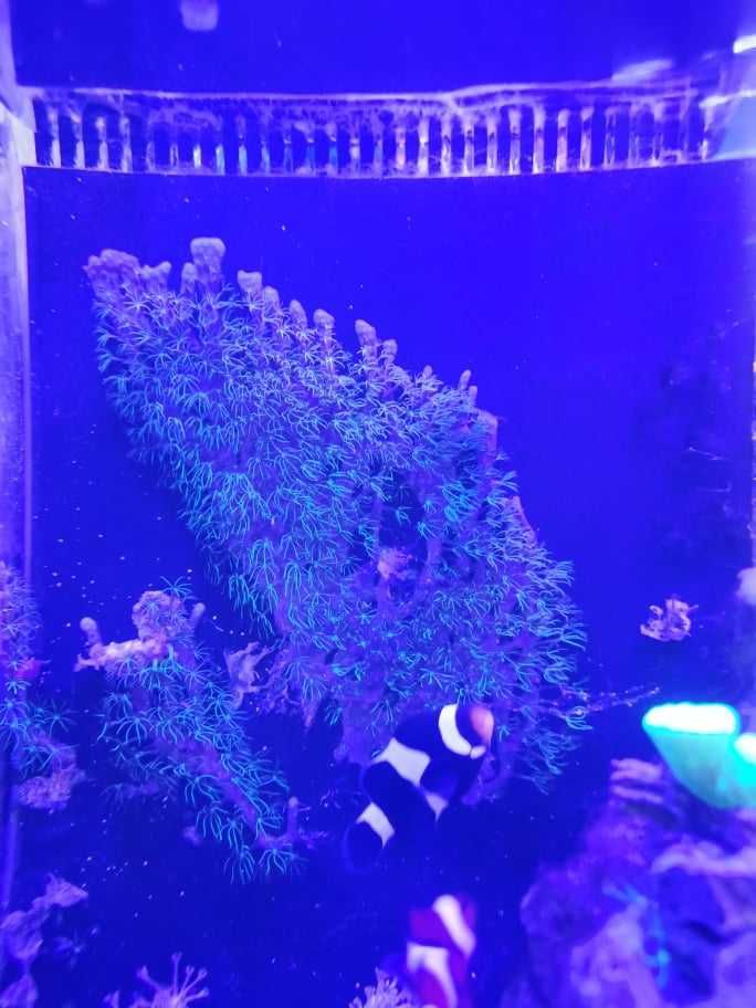 koral morski briareum, akwarium morskie koralowce fluo