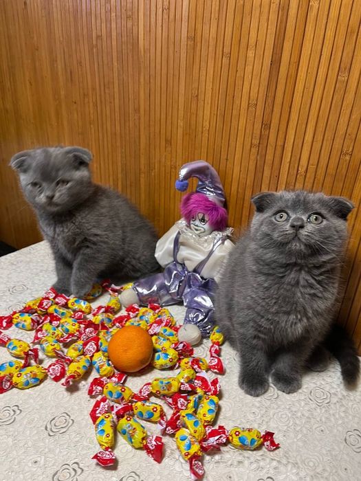 Котята британцы.