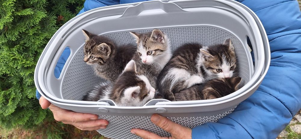 Oddam za darmo 3 miesięczne kotki