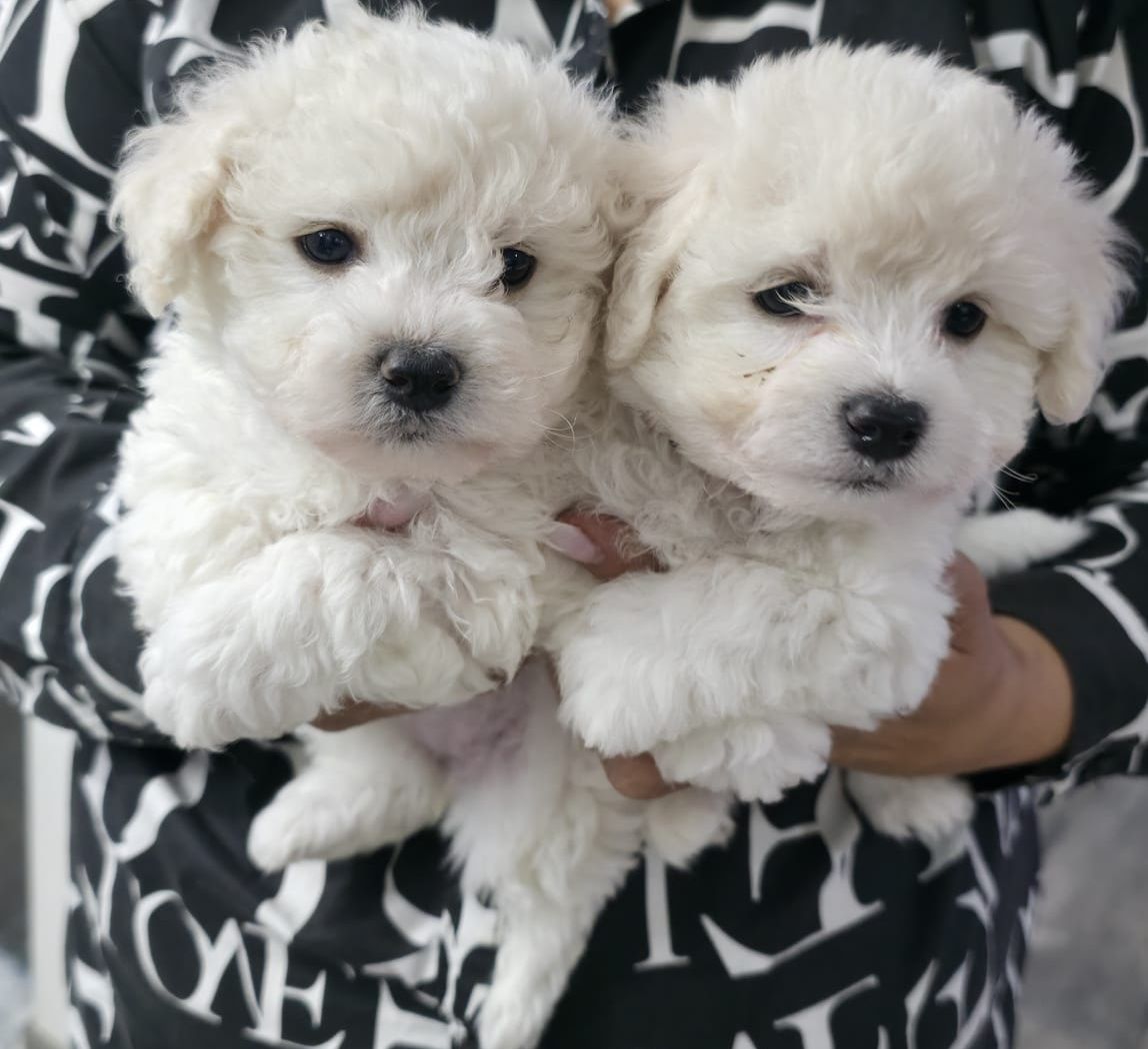 Bichon Frise FCI cudowna dziewczynka