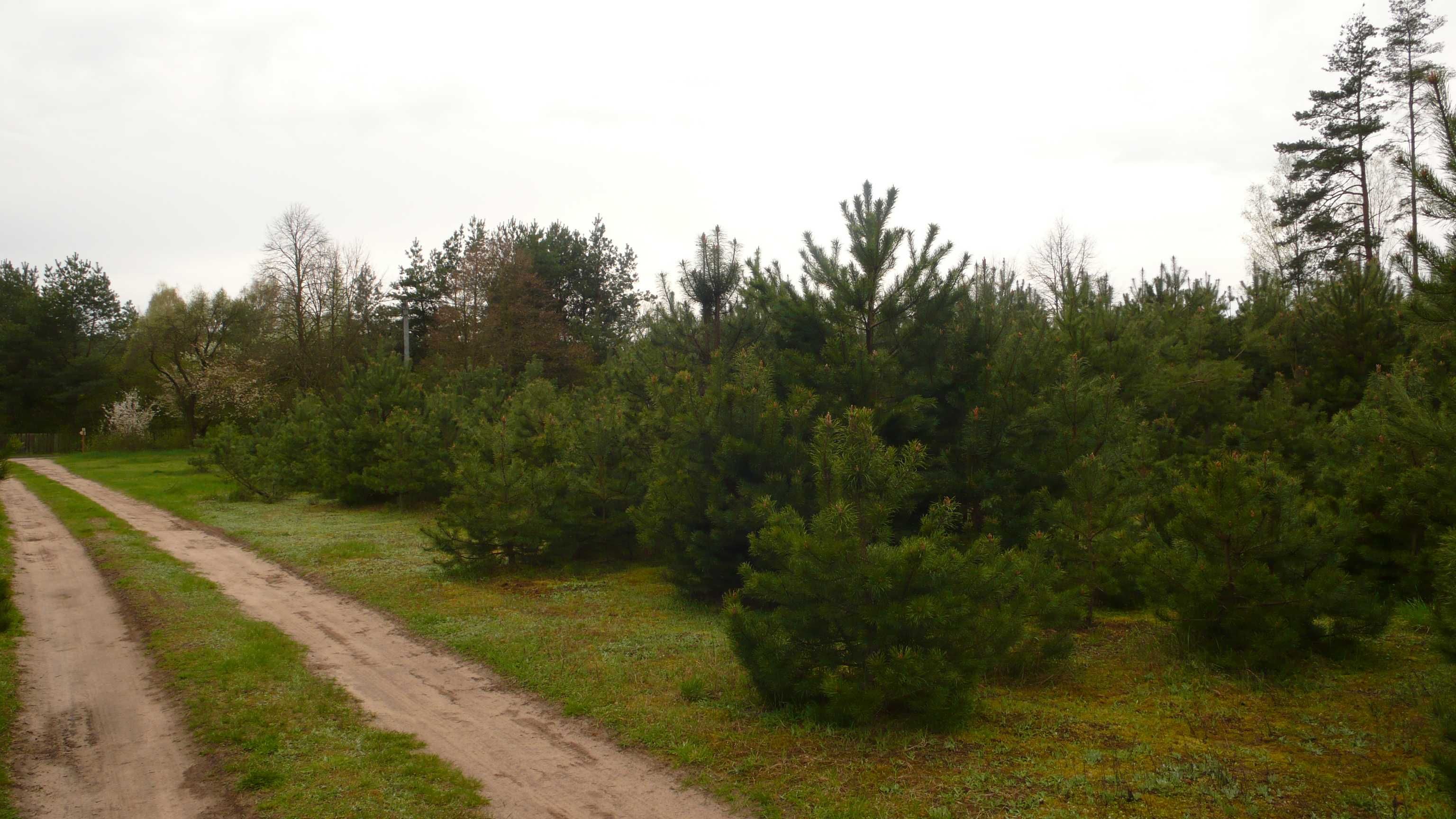 GRABY- piękna działka 1400 m2 przy samym lesie ,woda , prąd