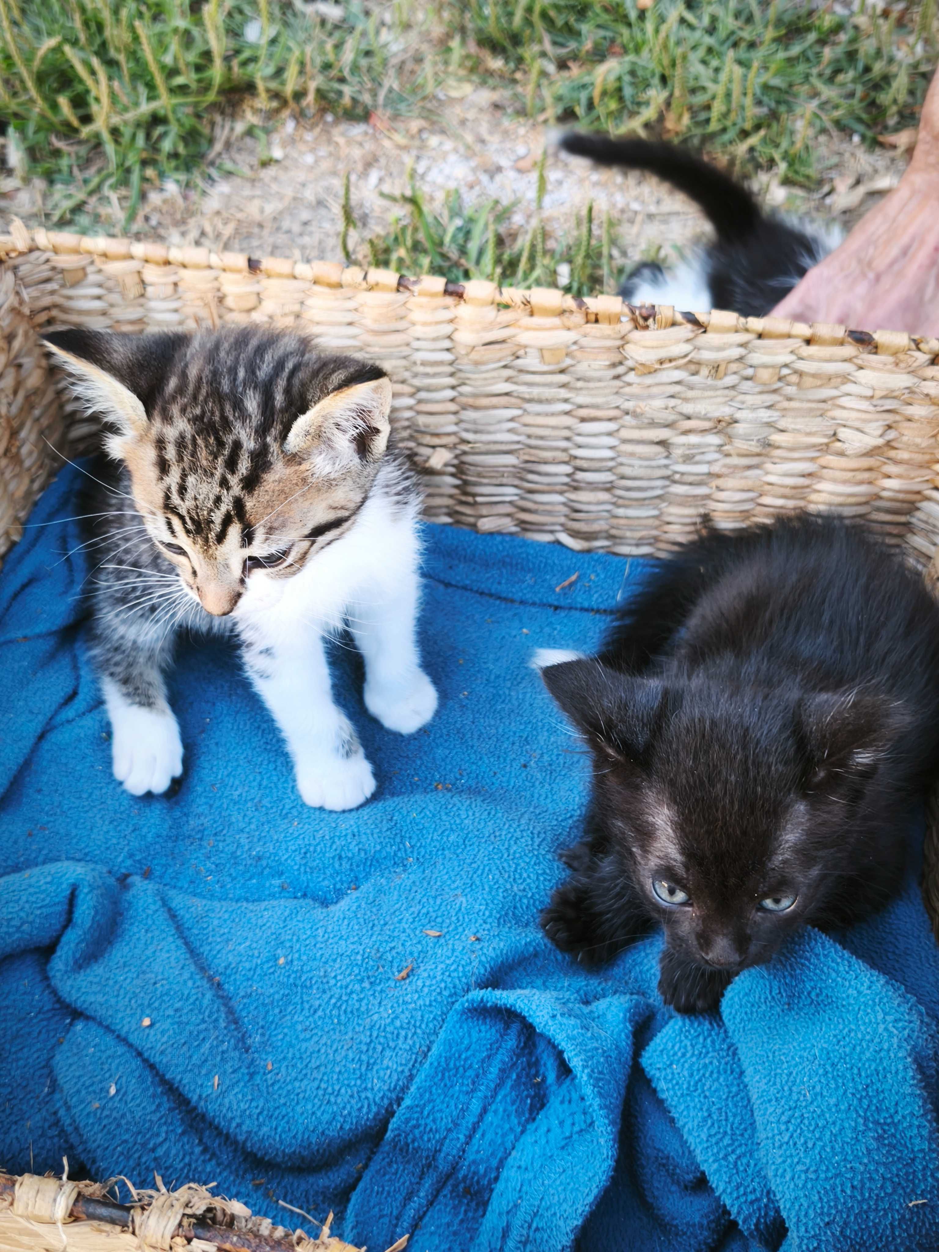 Da se gatos desparasitados sem vacinas