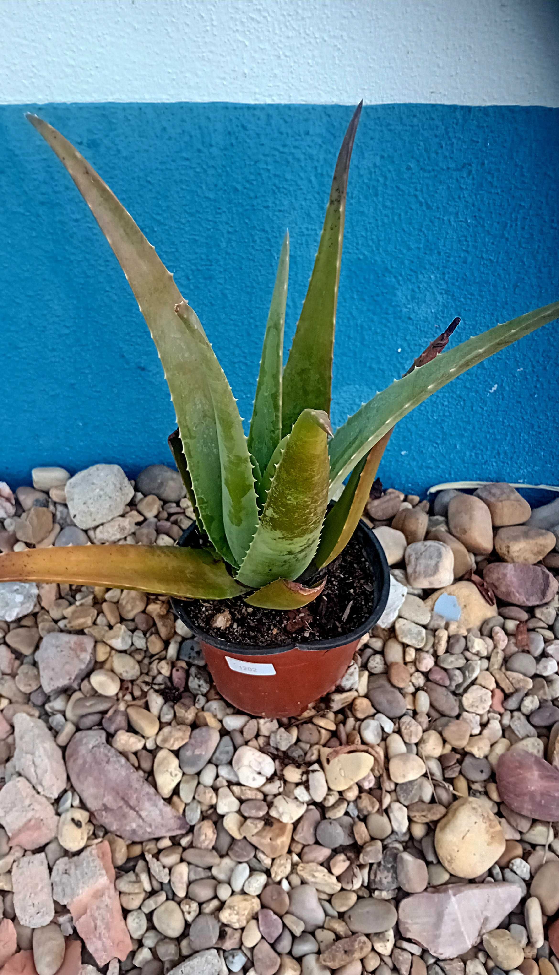 Aloe Vera Barbadensis