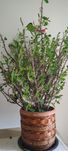 Wilczomlecz lśniący Euphorbia Milli 110 cm.