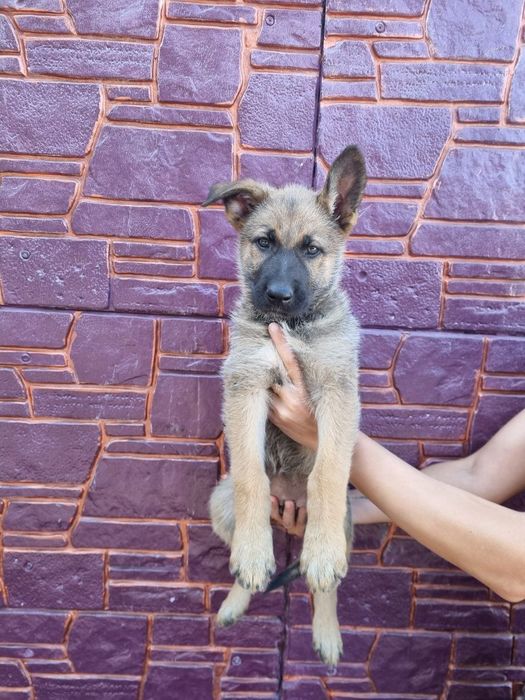 Продам Щенков. Дуже гарна охорона