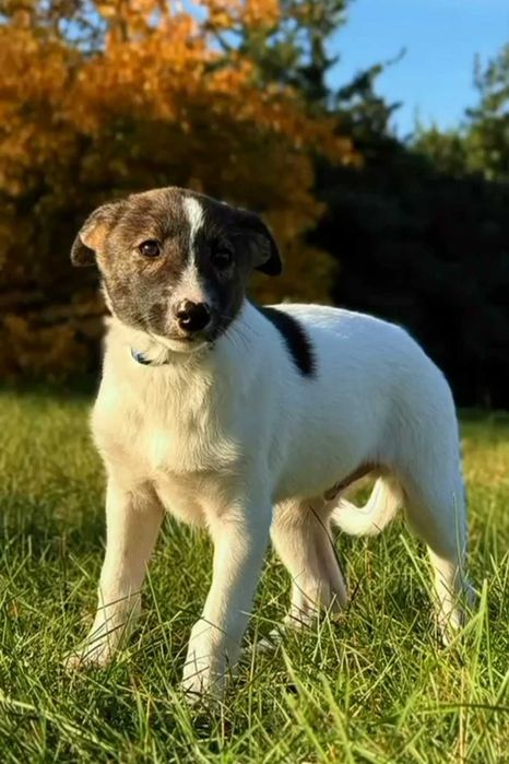 Kinder szczeniak do adopcji