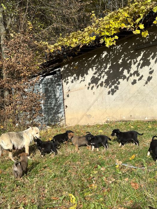 Песики шукають сімʼю БЕЗКОШТОВНО