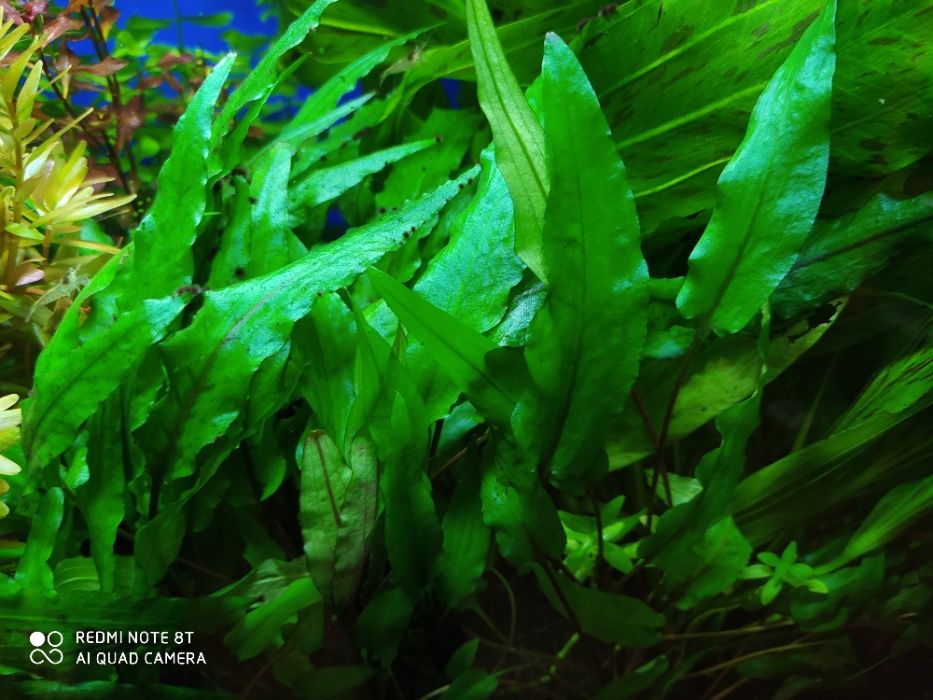 Cryptocoryne wendtii green